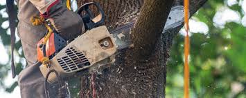 Best Commercial Tree Services  in Normandy Park, WA