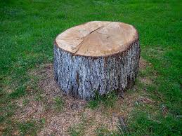 Best Stump Grinding and Removal  in Normandy Park, WA