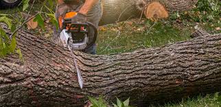 Best Weed Control  in Normandy Park, WA