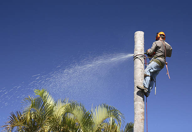 Best Tree Mulching  in Normandy Park, WA