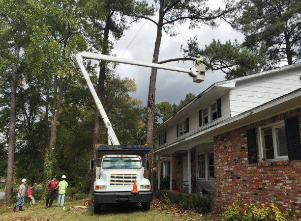 Best Fruit Tree Pruning  in Normandy Park, WA