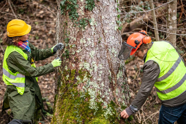 Best Utility Line Clearance  in Normandy Park, WA