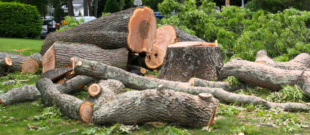 Best Root Management and Removal  in Normandy Park, WA