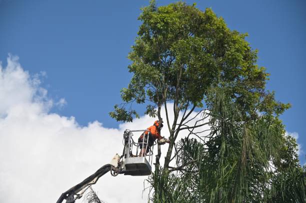 Best Tree Risk Assessment  in Normandy Park, WA