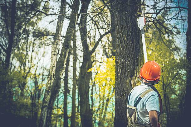 Best Hazardous Tree Removal  in Normandy Park, WA