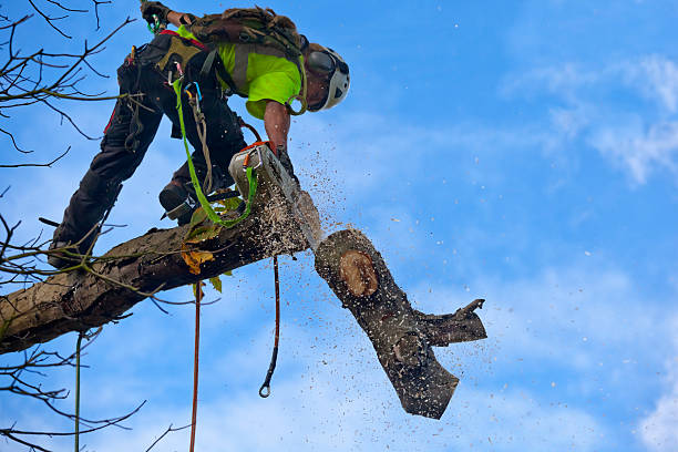 Lawn Pest Prevention in Normandy Park, WA