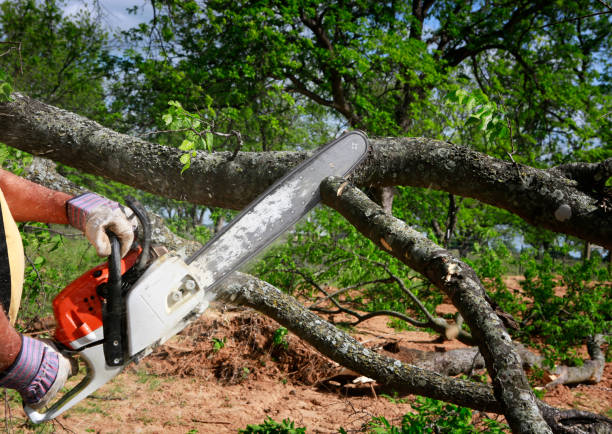 Best Firewood Processing and Delivery  in Normandy Park, WA