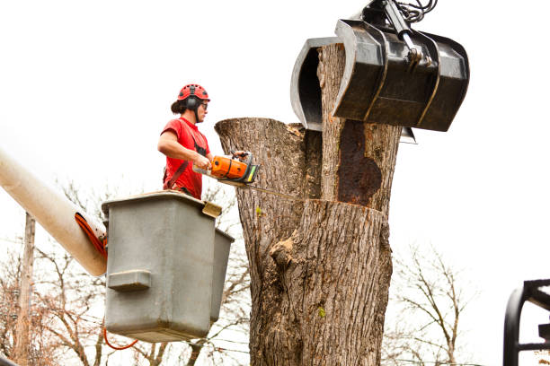 Best Tree Preservation Services  in Normandy Park, WA