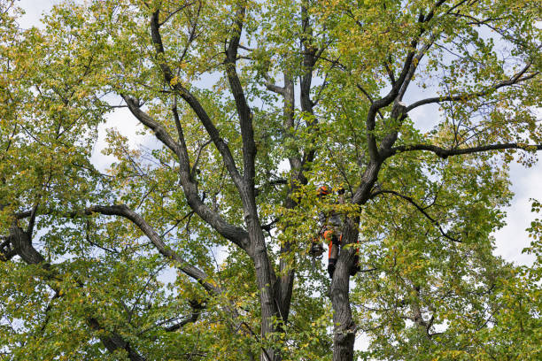 How Our Tree Care Process Works  in  Normandy Park, WA